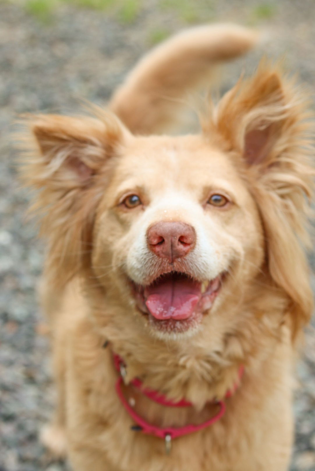 adoptable Dog in Sanford, NC named Nala