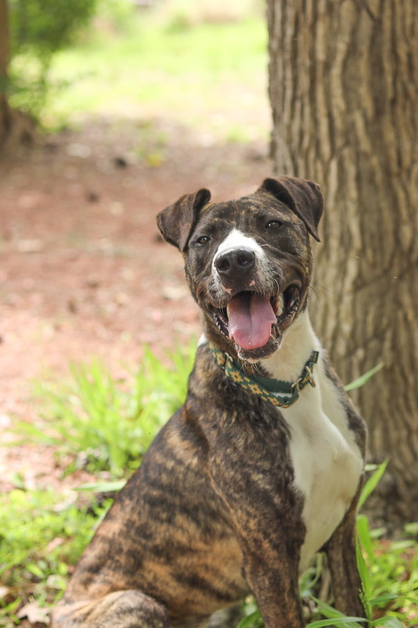 Goblin (adoption fee half off)