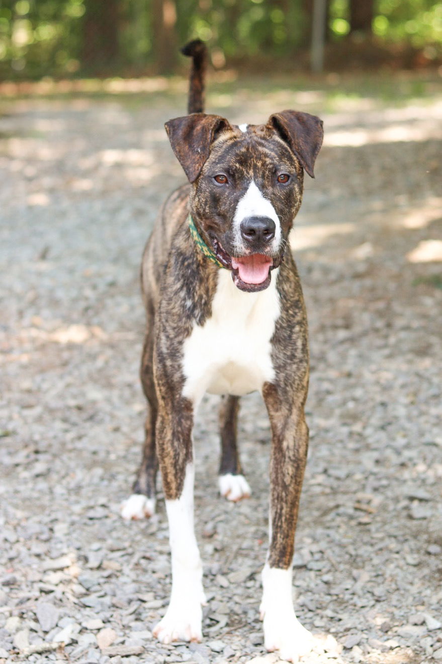 adoptable Dog in Sanford, NC named Goblin 2.0
