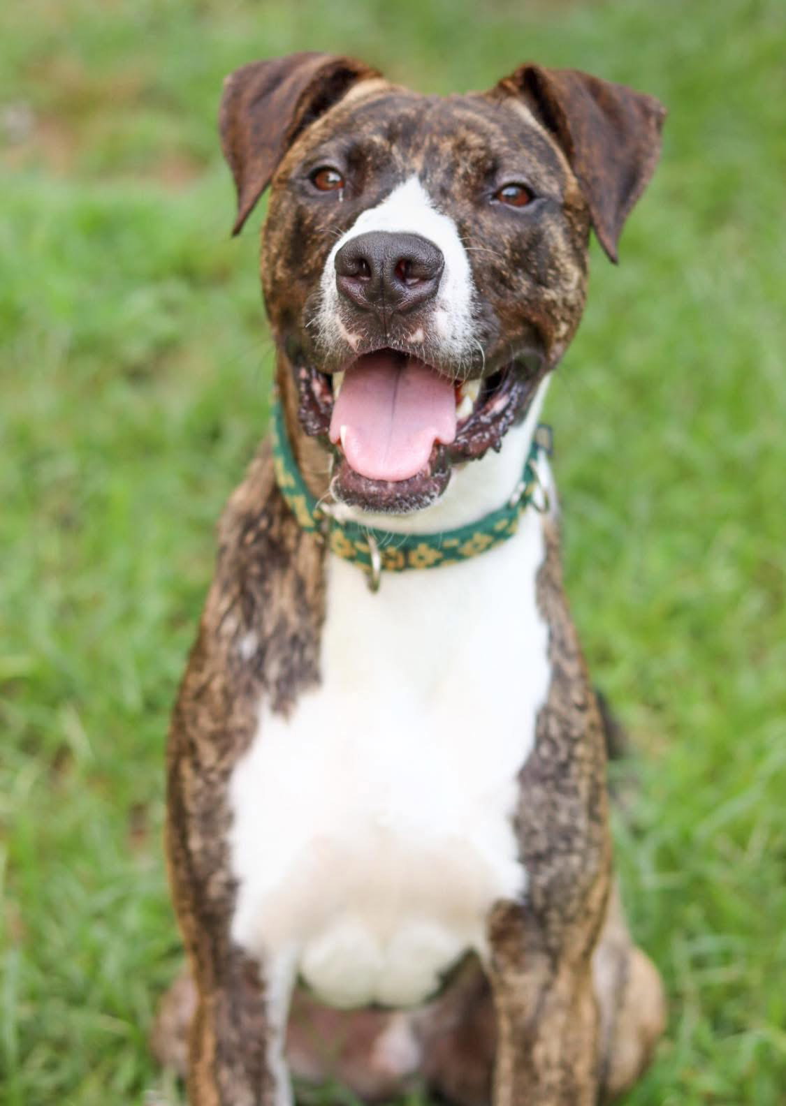Goblin (adoption fee half off) (In Foster)