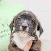 Gazpacho (In Foster)