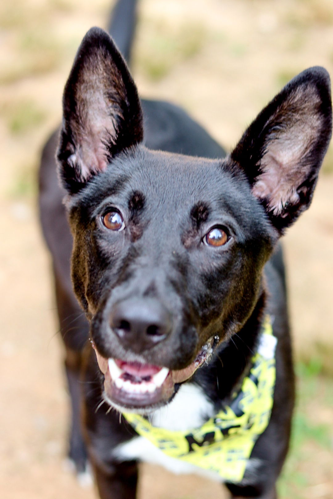 adoptable Dog in Sanford, NC named No Bake