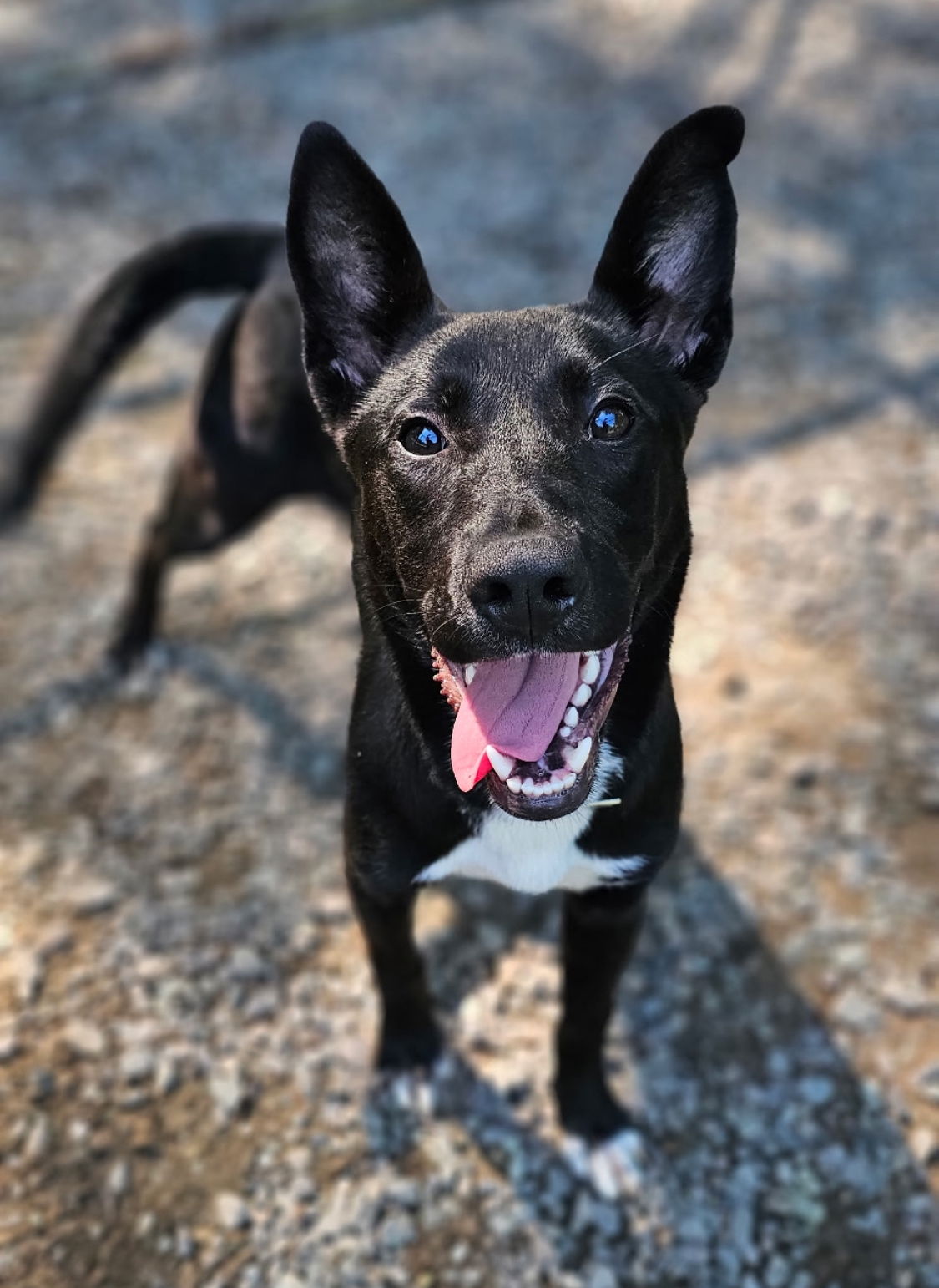 adoptable Dog in Sanford, NC named Sugar Cookie