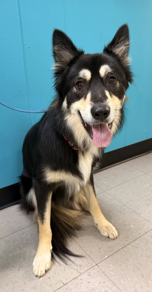 Bear, an adoptable Border Collie in Sanford, NC