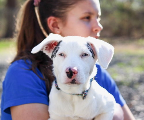 Periwinkle (In Foster----DEAF!)