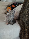 Duckling (Foster)