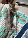 Duckling (Foster)