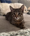 adoptable Cat in Sanford, NC named BESO