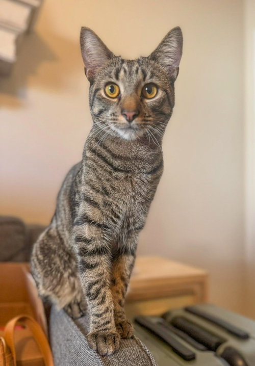 BESO (In Foster), Baby Domestic Short Hair / Mixed, cat for adoption in Burlington, North Carolina