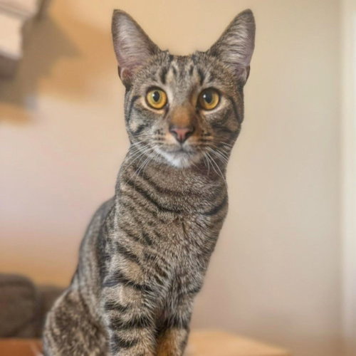 BESO (In Foster), a cat for adoption from Carolina Animal Rescue And Adoption