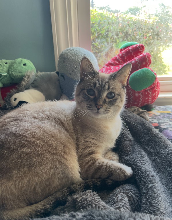 LYCHEE (In Foster)