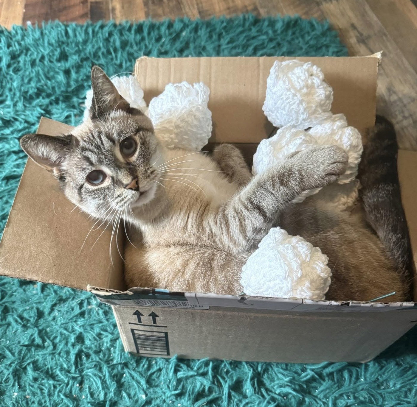 LYCHEE (In Foster) Image