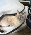 LYCHEE (In Foster)