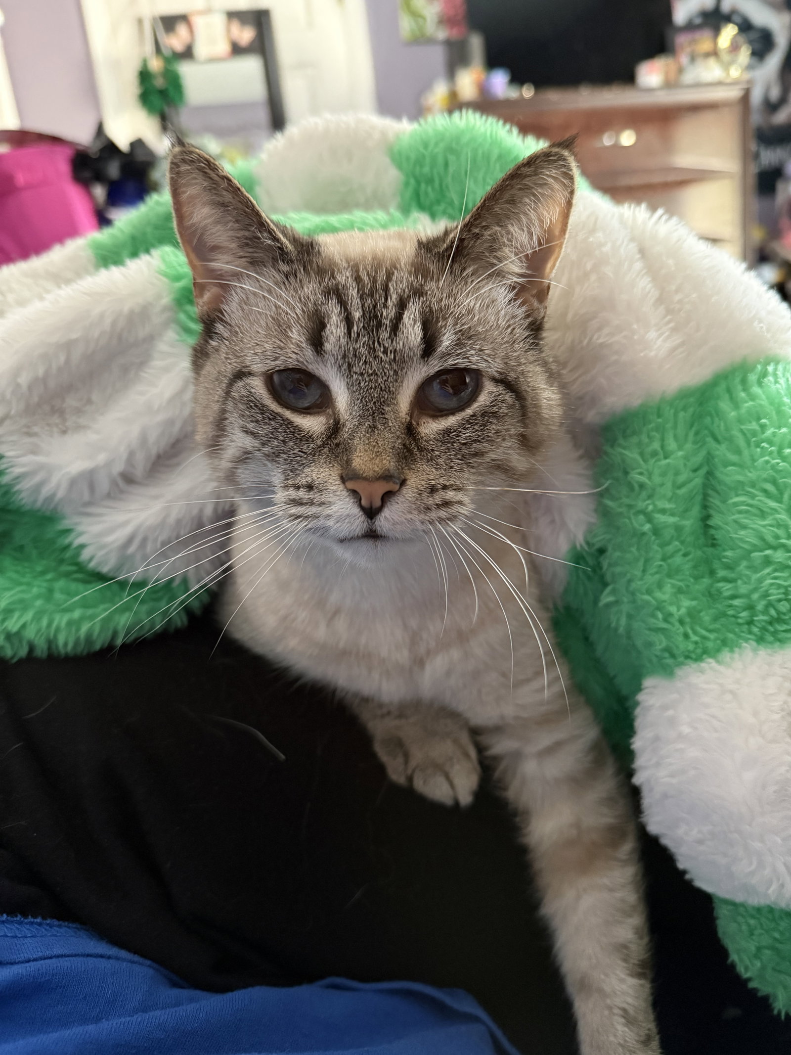LYCHEE (In Foster)