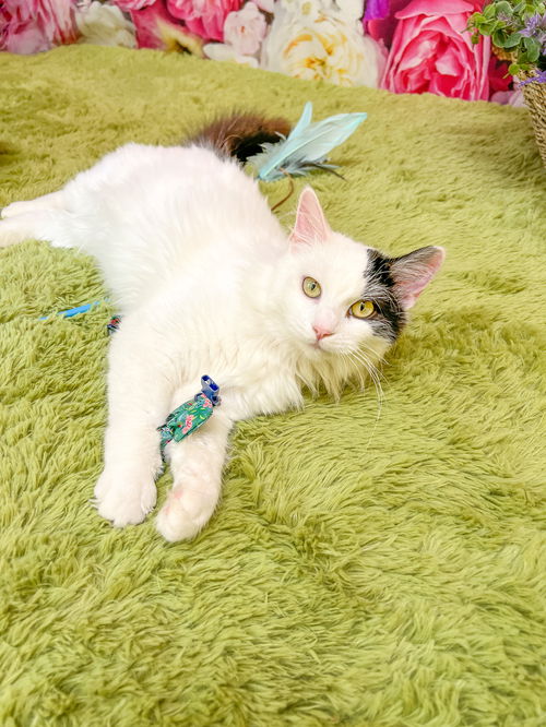 Penelope