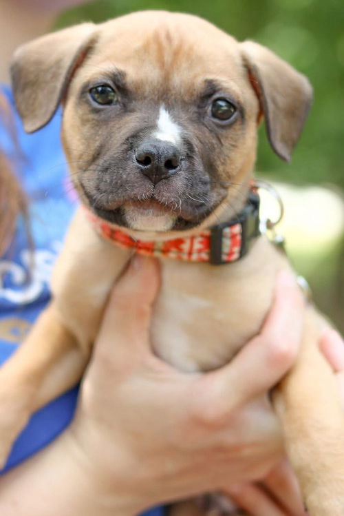 SCRAPPY DOO