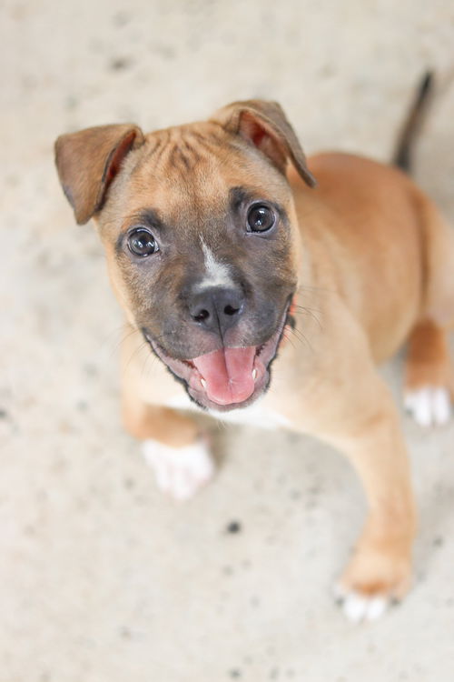 SCRAPPY DOO
