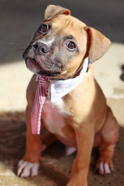 SCRAPPY DOO