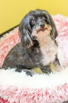 Daisy