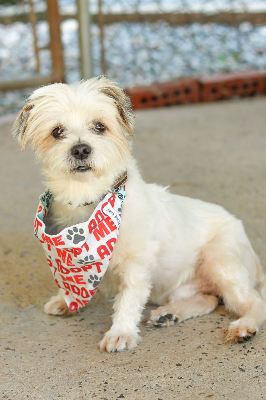 adoptable Dog in Sanford, NC named TEDDY