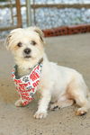 adoptable Dog in  named TEDDY