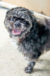 ANDOR (In Foster)