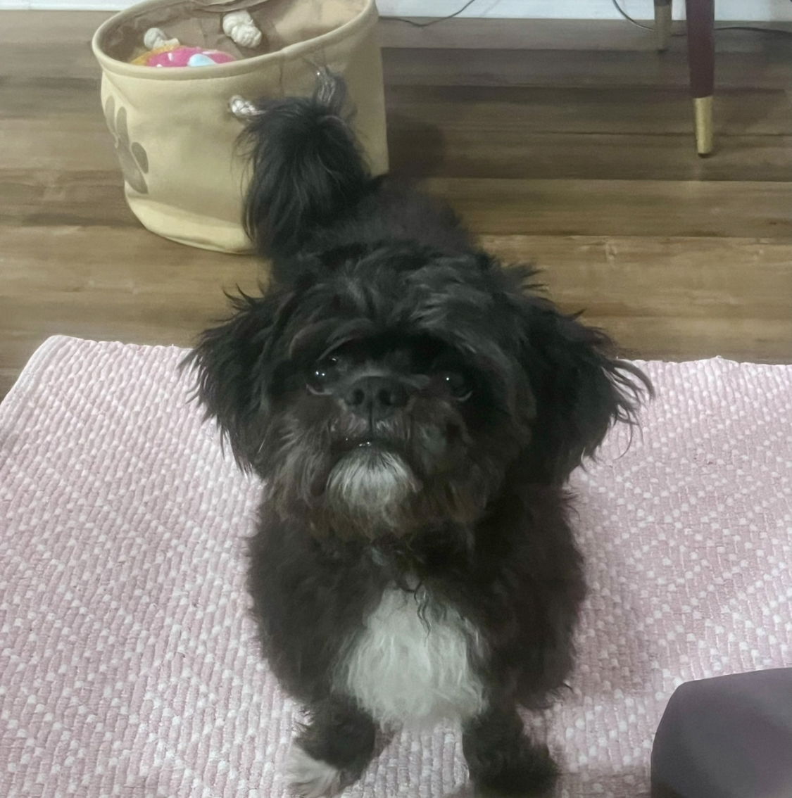 adoptable Dog in Sanford, NC named ANDOR