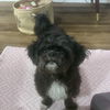 adoptable Dog in  named ANDOR