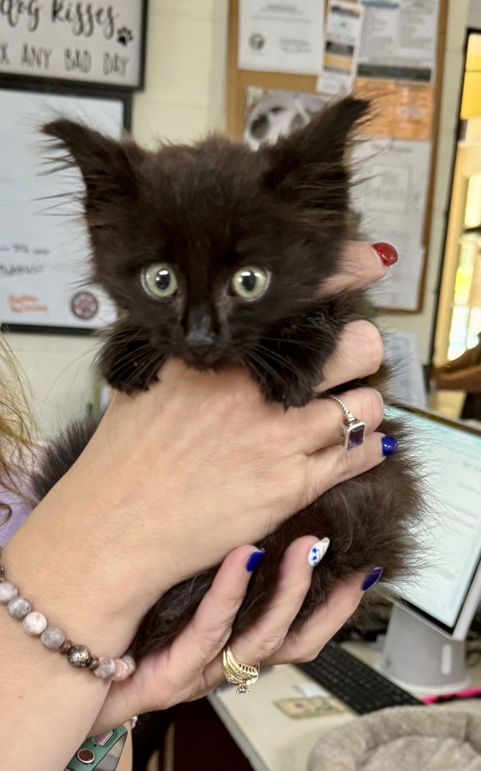 adoptable Cat in Sanford, NC named Slim Shady
