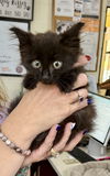 adoptable Cat in  named Slim Shady