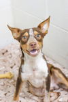 adoptable Dog in  named Gordon