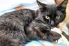 adoptable Cat in  named Daphne