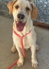 adoptable Dog in  named Mini Fridge