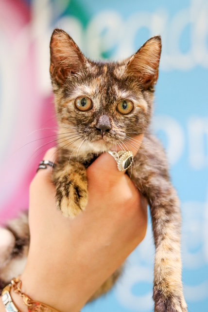 Winnie (Cat)