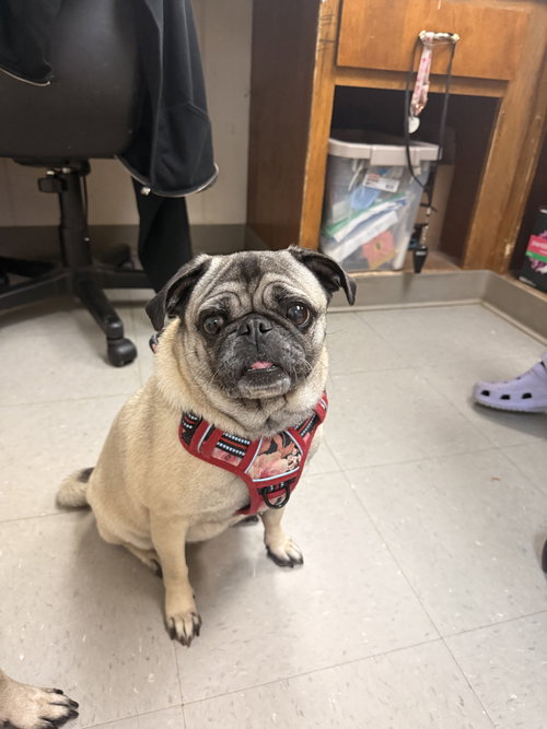 Raya (BONDED WITH DOC-NO EXCEPTIONS)