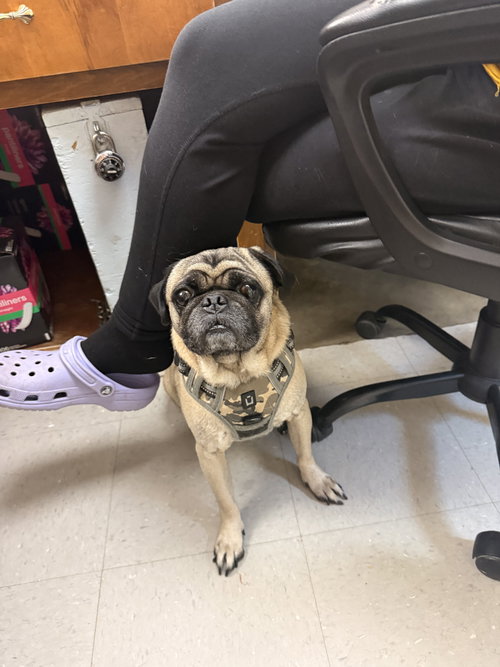 Doc (BONDED WITH RAYA---NO EXCEPTIONS)