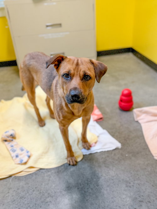 Bubba, an adoptable Shepherd in Sanford, NC