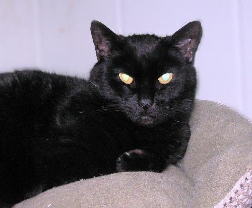 Coal