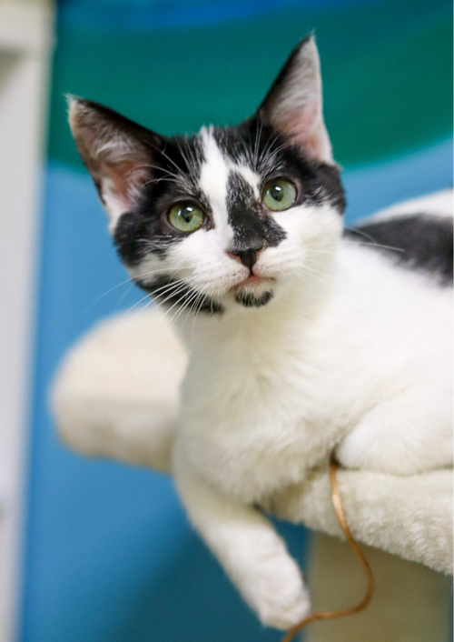 DR. JEKYLL - Domestic Short Hair available for adoption