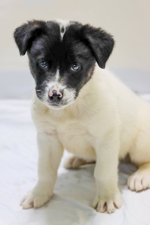 Drumstick