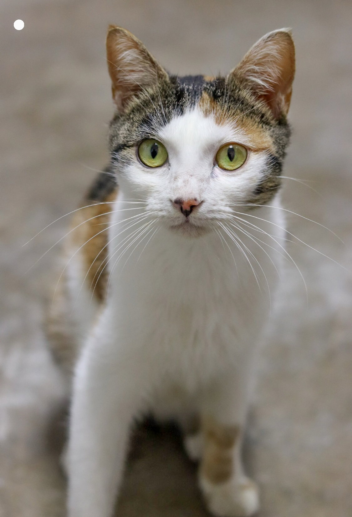 Catniss