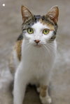 Catniss (Foster)