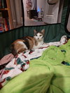 Catniss (Foster)