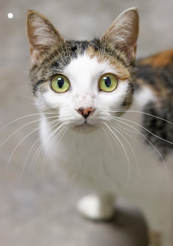 Catniss (Foster)