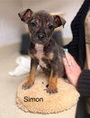 Simon