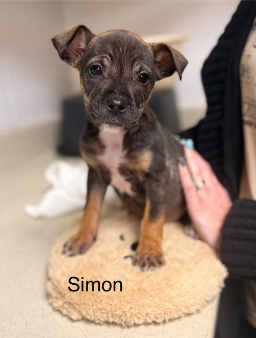Simon