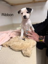 Ribbon