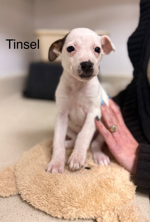 Tinsel
