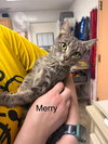 Merry
