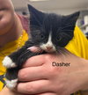 Dasher